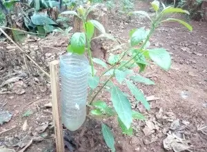 avocado drip irrigation
