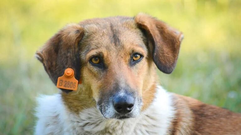 How to Enhance Animal Tag Traceability Using Laser Marking Additives