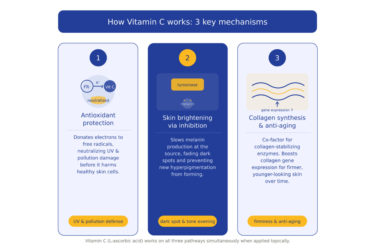 The science behind Vitamin C How it works